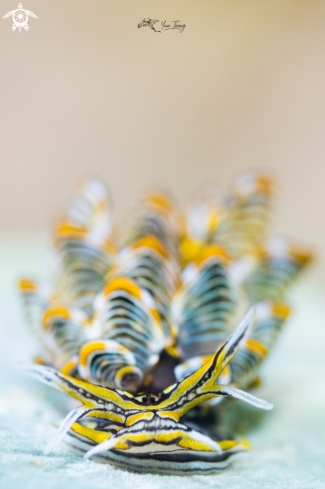 A Nudibranch