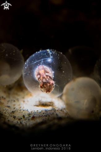 A Flamboyant Cuttlefish