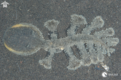 A Melibe viridis | Green Melibe Nudibranch