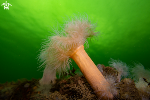 A Metridium dianthus | Plumose Anemone