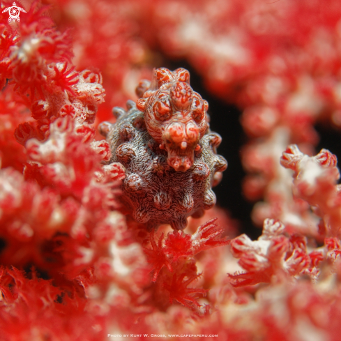 A Pygmy Seahorse