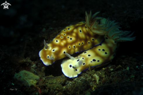 A Risbecia tryoni | Nudi