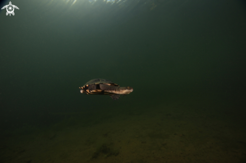 A Freshwater Turtle