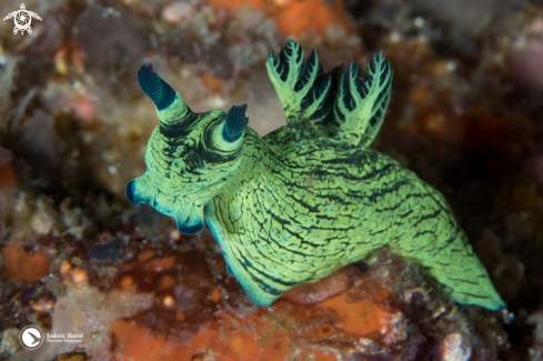 A Miller's Nembrotha Nudibranch