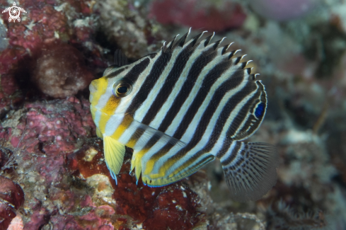 A Barred Angelfish