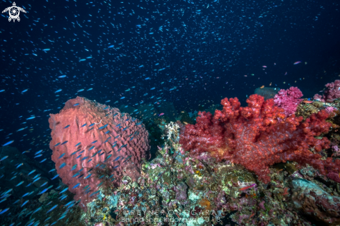 A Barrel Sponge