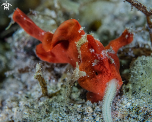 A Painted frogfish