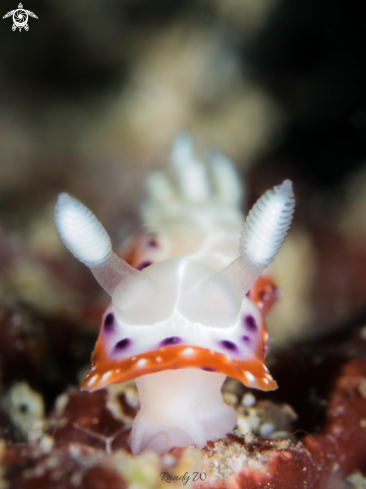 A Nudibranch