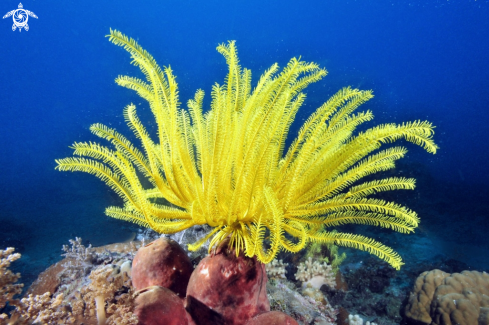 A feather star