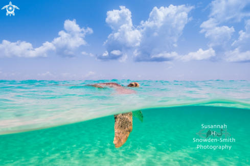 A Chelonia mydas | Green Sea Turtle