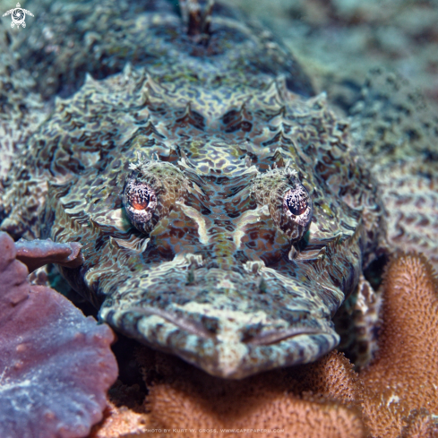 A Cymbacephalus Beaufort | Crocodile Flathead