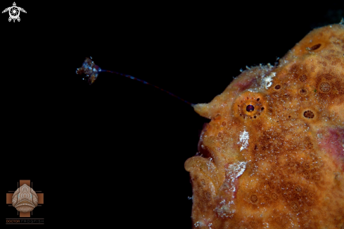 A Antennarius pictus | Painted Frogfish