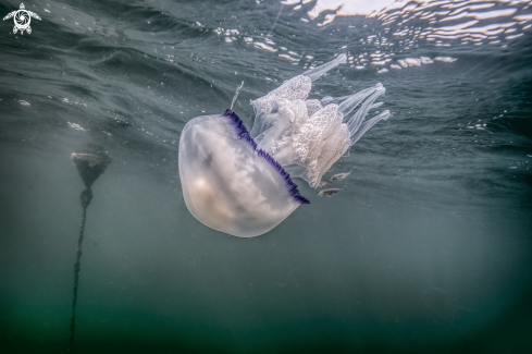 A medus:  Rhizostoma pulmo & The Atlantic horse mackerel (Trachurus trachurus) | medus:  Rhizostoma pulmo & The Atlantic horse mackerel (Trachurus trachurus)