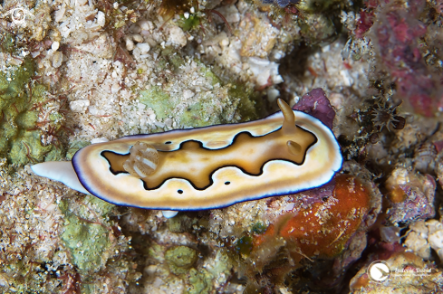 A Coi's Goniobranchus Nudibranch