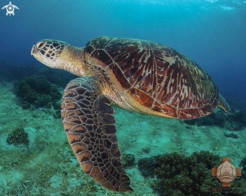 A Chelonia mydas | Green Sea Turtle