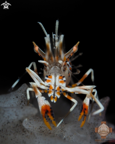 A Phyllognathia ceratophthalma | Tiger Shrimp