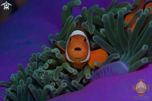 A False Clown Anemonefish