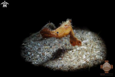 A Leander plumosus | Donald Duck Shrimp