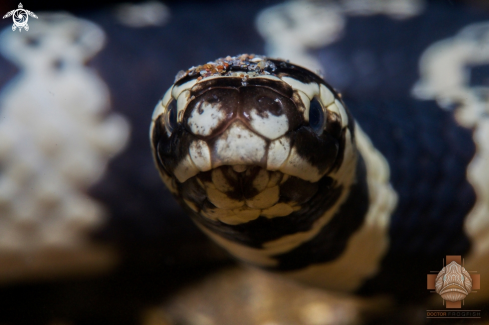 A Turtle-headed Sea Snake