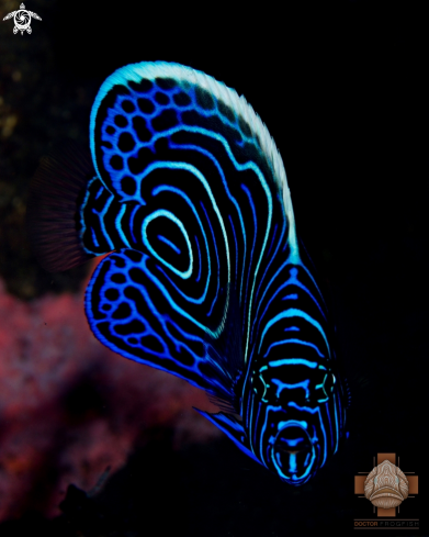 A Juvenile Emperor Angelfish
