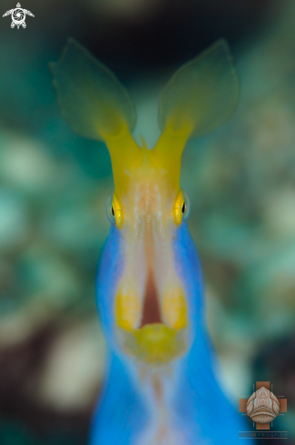 A Ribbon Eel