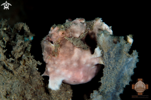 A Clown Frogfish