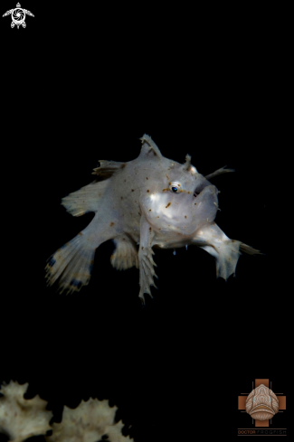 A Sargassumfish