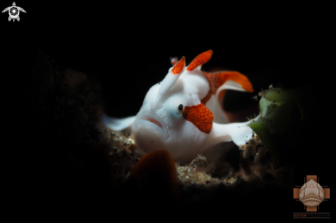 A Clown Frogfish