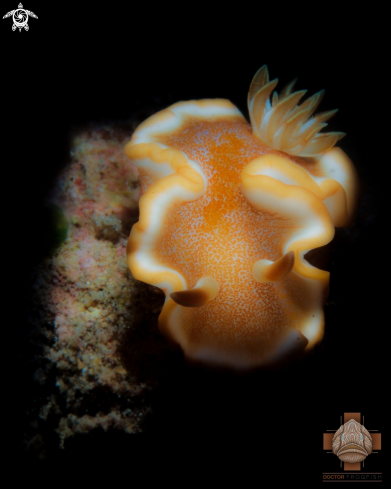 A Nudibranch