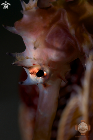 A Thorny Seahorse