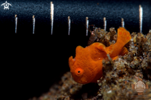 A Juvenile Painted Frogfish