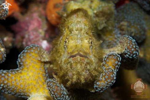 A Antennatus coccineus | Freckled Frogfish