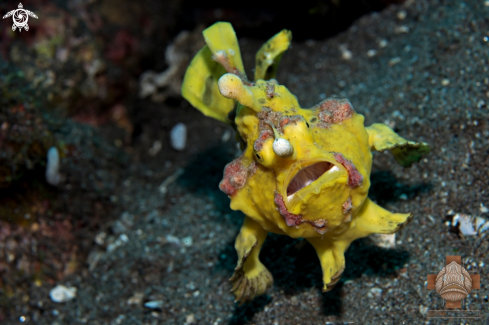 A Clown Frogfish