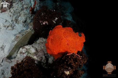 A Antennarius commerson | Giant Frogfish