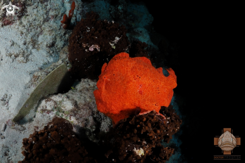 A Giant Frogfish