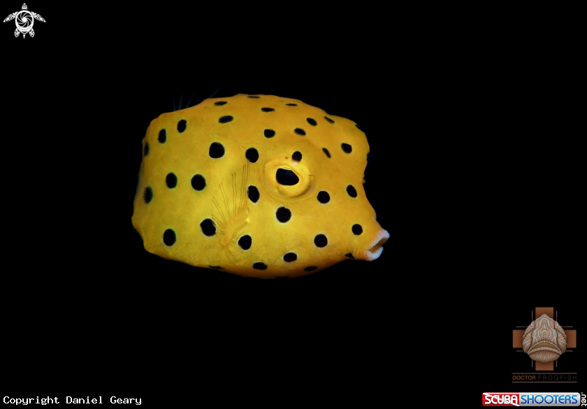 A Juvenile Yellow Boxfish