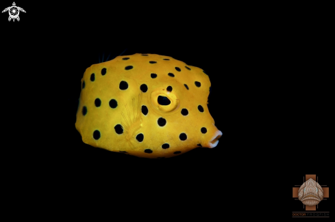 A Ostracion cubicus | Juvenile Yellow Boxfish