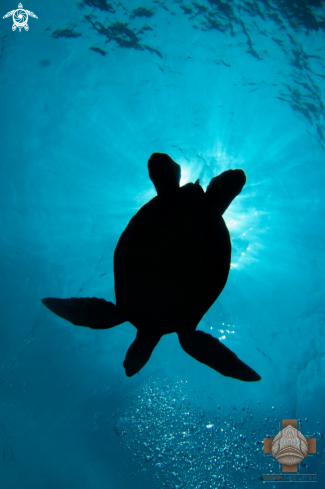 A Green Sea Turtle