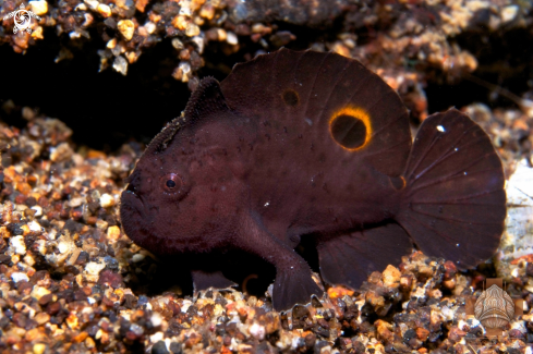 A Nudiantennarius subteres | Ocellated Frogfish