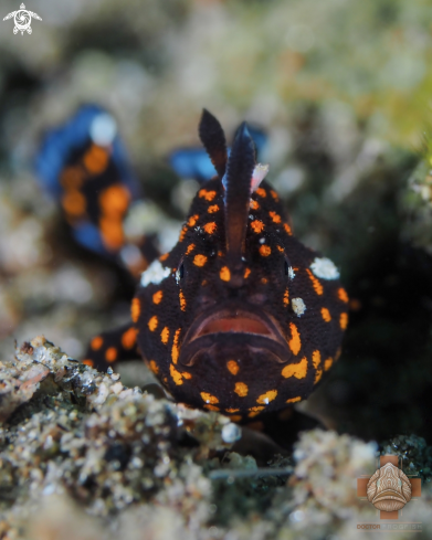 A Antennarius maculatus | Juvenile Clown Frogfish