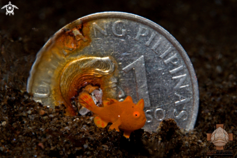 A Antennarius pictus | Juvenile Painted Frogfish