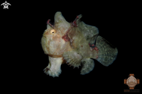 A Painted Frogfish