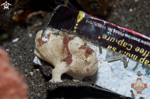 A Antennarius pictus | Painted Frogfish