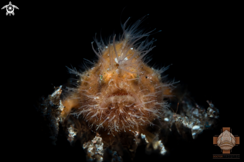 A Hairy Frogfish