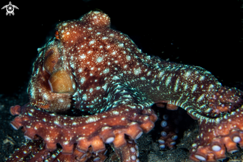 A Callistoctopus luteus | Starry night octopus