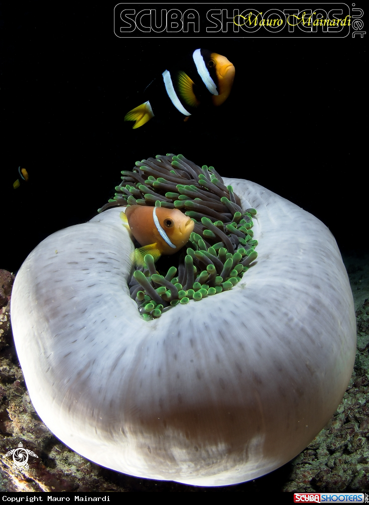 A Clownfish & Anemone