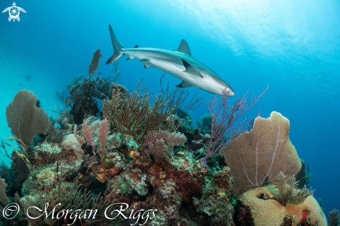 A Caribbean Reef shark