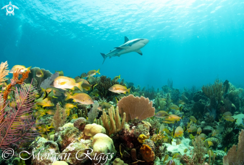 A Caribbean Reef Shark