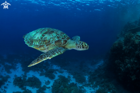 A Green Sea Turtle