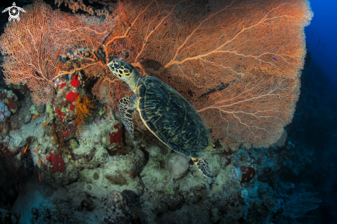 A Hawksbill sea turtle